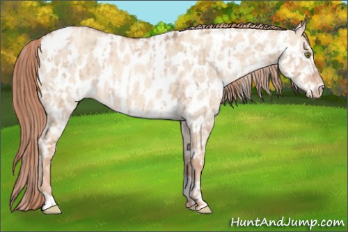 Horse Color:Gold Champagne Dun Appaloosa  and Gold Champagne Dun Tobiano Appaloosa 