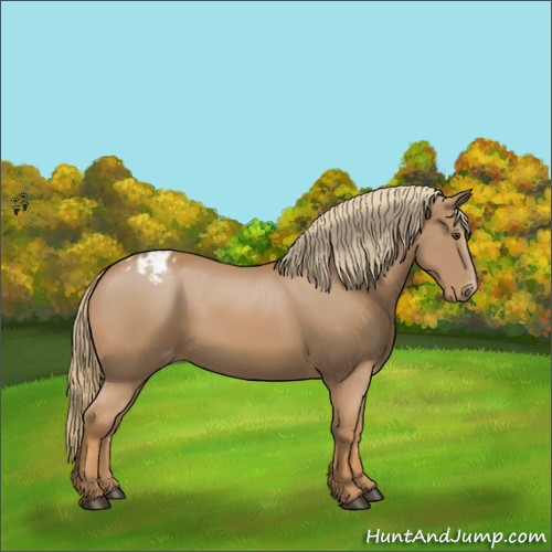 Horse Color:Chestnut Appaloosa 
