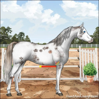Horse Color:White Spotted Liver Chestnut Splash 