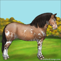 Horse Color:Gray Amber Champagne Sabino Splash Rabicano 