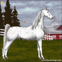 Horse Color:White Spotted Silver Black Splash Appaloosa 