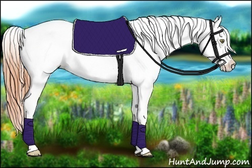 Horse Color:Amber Champagne Appaloosa 