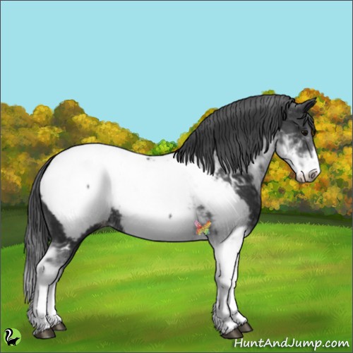 Horse Color:Black Sabino Appaloosa 