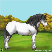 Horse Color:Black Sabino Appaloosa 