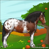 Horse Color:White Spotted Brown Appaloosa 