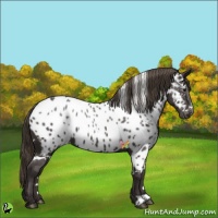 Horse Color:White Spotted Smoky Black Appaloosa