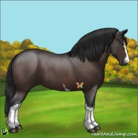Horse Color:White Spotted Brown Roan 