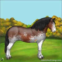 Horse Color:White Spotted Brown