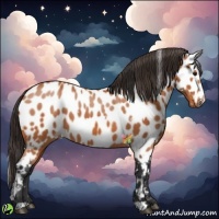 Horse Color:White Spotted Bay Appaloosa 