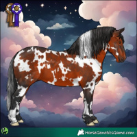 Horse Color:White Spotted Brown 
