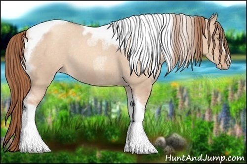 Horse Color:Gold Champagne Roan Dun Splash Tobiano Frame Appaloosa Rabicano 