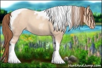 Horse Color:Gold Champagne Roan Dun Splash Tobiano Frame Appaloosa Rabicano 