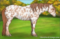 Horse Color:Gold Champagne Appaloosa  and Gold Champagne Appaloosa Rabicano 