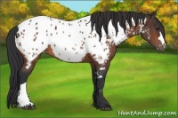 Horse Color:Bay Appaloosa 