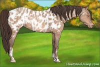 Horse Color:Amber Champagne Appaloosa  and Amber Champagne Appaloosa 