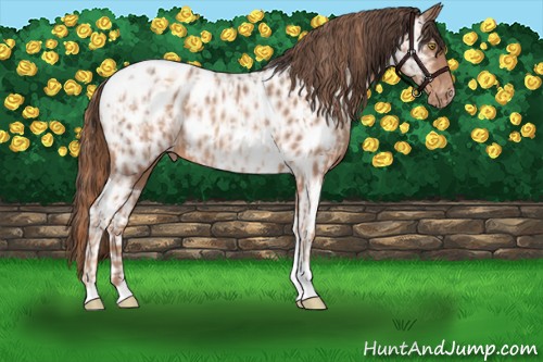 Horse Color:Gold Champagne Tobiano Near Leopard  and Amber Champagne Tobiano Near Leopard 
