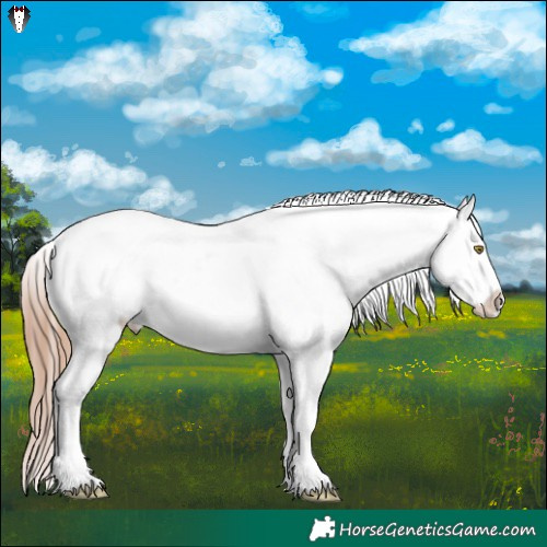 Horse Color:Gold Champagne Appaloosa  and Gold Champagne Appaloosa 