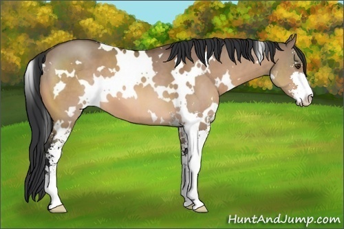 Horse Color:White Spotted Brown Dun Sabino