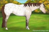 Horse Color:Sable Champagne Dun Sabino Appaloosa 