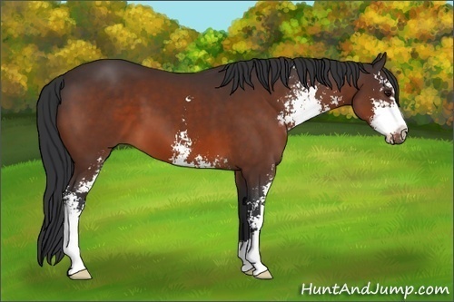 Horse Color:Bay Sabino 