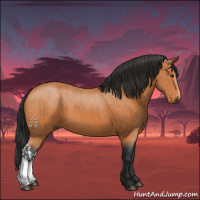 Horse Color:Bay  and Bay 