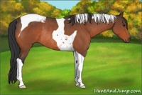 Horse Color:Brown Sabino Tobiano Rabicano 