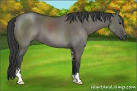 Horse Color:Grullo Sabino 