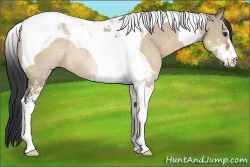 Horse Color:Brown Dun Sabino Tobiano Rabicano 