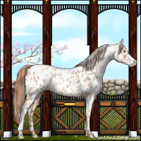 Horse Color:Gold Champagne Appaloosa  and Gold Champagne Roan Appaloosa 