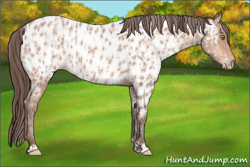 Horse Color:Amber Champagne Appaloosa  and Amber Champagne Appaloosa 