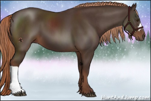 Horse Color:Liver Chestnut 