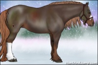 Horse Color:Liver Chestnut