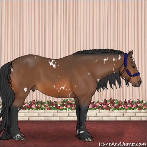 Horse Color:White Spotted Bay Rabicano 