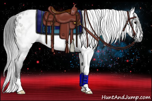 Horse Color:Gray White Spotted Black