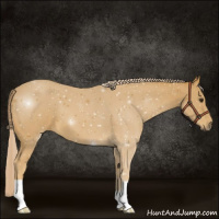 Horse Color:Palomino