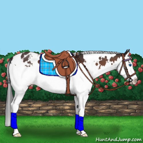 Horse Color:White Spotted Bay Splash Appaloosa 