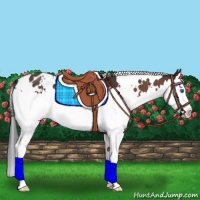 Horse Color:White Spotted Bay Splash Appaloosa 