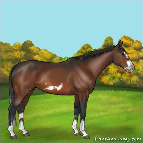 Horse Color:Bay Splash Frame Rabicano 