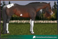 Horse Color:Brown Splash Tobiano Frame Rabicano 