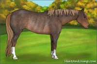 Horse Color:Liver Chestnut Rabicano 