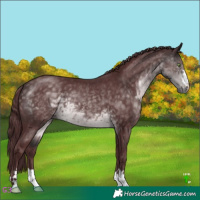 Horse Color:Platinum Chocolate Buckskin 