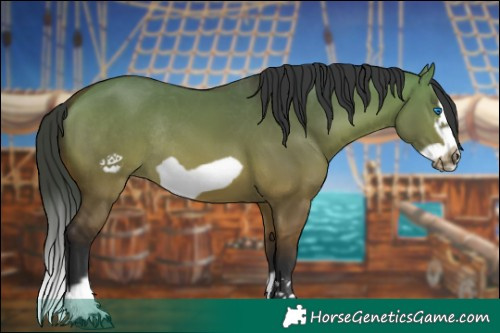 Horse Color:Bay Dun Splash Frame Rabicano 