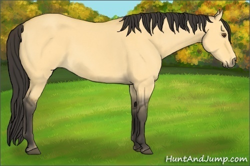 Horse Color:Buckskin Dun 