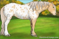 Horse Color:White Spotted Gold Cream Champagne Appaloosa