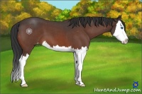 Horse Color:Bay Roan Sabino Splash Appaloosa 