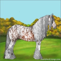 Horse Color:Bay Tobiano and Gray Bay Tobiano