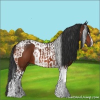 Horse Color:Bay Tobiano and Bay Tobiano