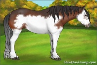 Horse Color:Bay Splash Frame Rabicano