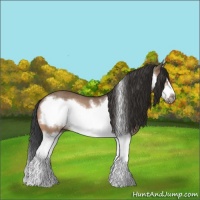 Horse Color:Bay Dun Splash Frame Rabicano