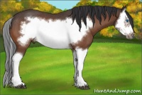 Horse Color:Bay Splash Frame Rabicano